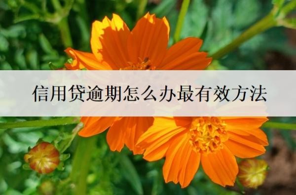 信用贷逾期怎么办最有效方法?信用贷逾期不还的后果